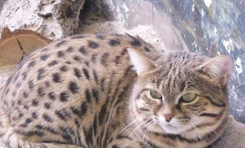 狸花猫打不打疫苗可以吗?