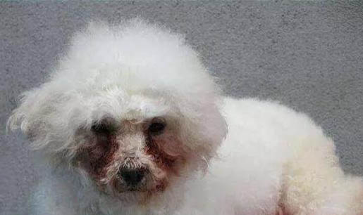 狗拔牙后多久能喝水啊