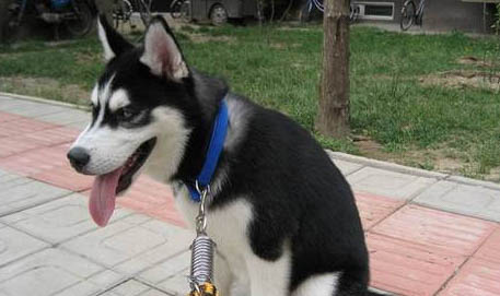 哈士奇犬脱毛怎么办