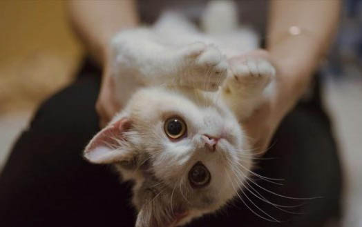 猫咪献血影响身体吗