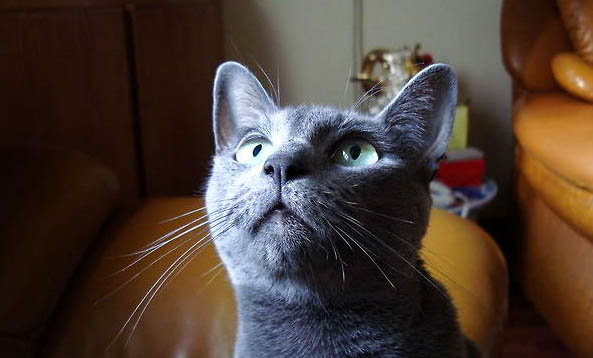 猫咪导尿后尿失禁的原因及处理方法