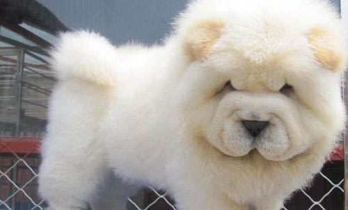 松狮犬的优缺点有哪些?