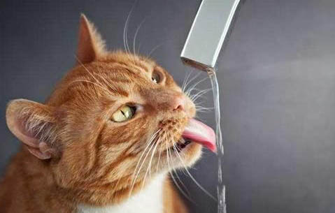 巨食道症的猫能活多久