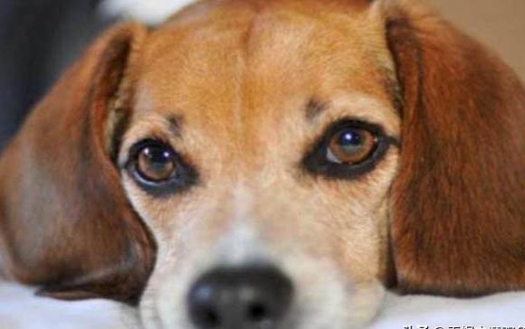 狗狗尿路感染为什么会发抖呢