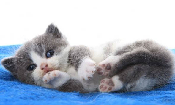 怎么纠正猫乱撒尿