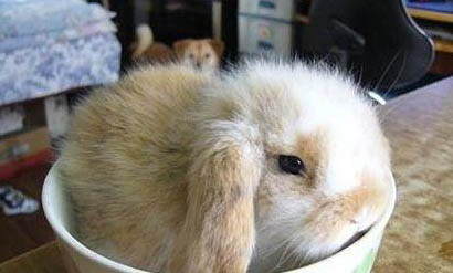 小兔子多久断奶自己吃草活