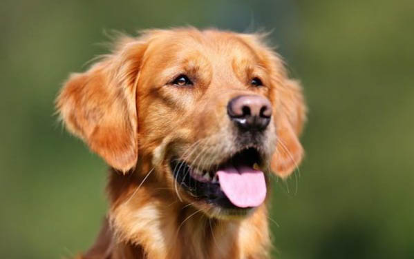 犬瘟病毒可以在家里存活多久