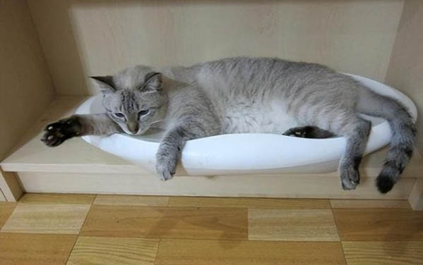 猫咪可以吃黄瓜吗?