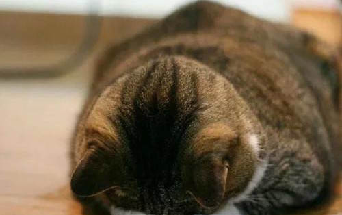 小猫屁股红肿怎么办
