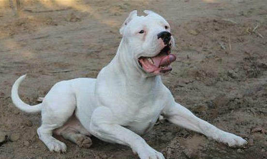阿根廷杜高犬的优缺点有哪些