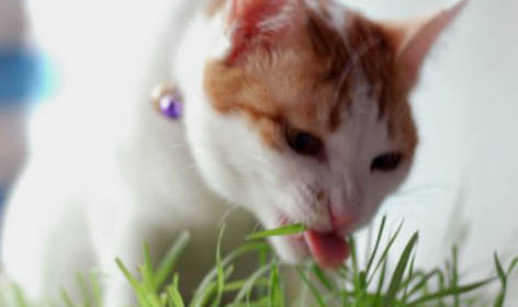 猫咪生产前流出分泌物多久会生