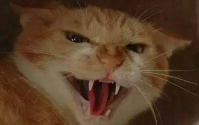 猫咪隔三差五吐但是精神很好
