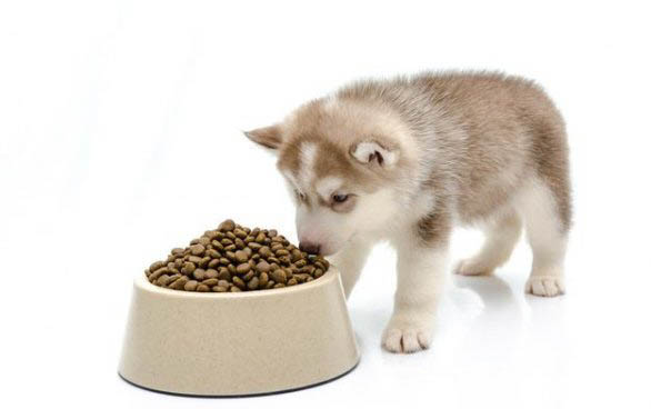 20天的小狗可以喝小米粥了吗