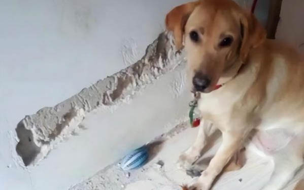狗狗心脏病猝死症状有哪些
