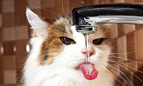 猫假死状态最多维持多久?