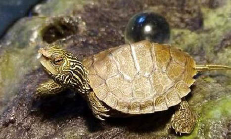 乌龟冬眠前兆是什么