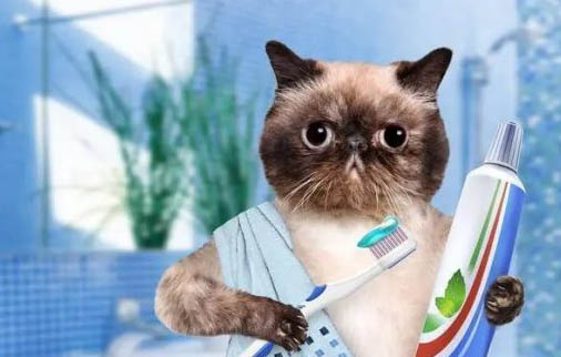 猫猫打呼噜