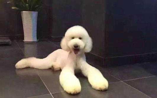 巨贵犬哪个颜色贵