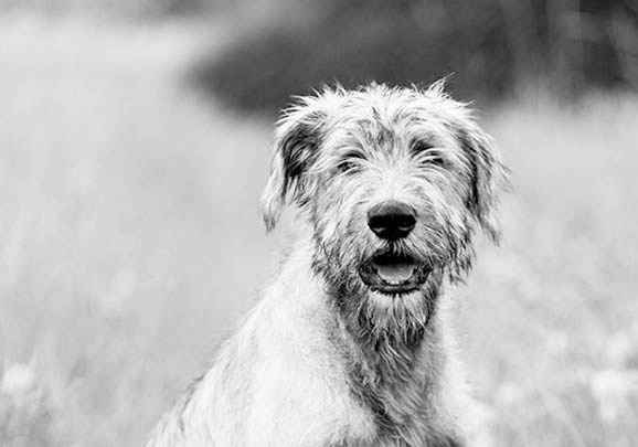 苏俄猎狼犬多大产仔