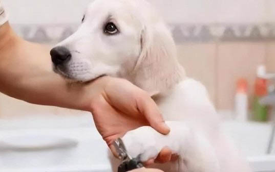 狗尿味怎么去除？
