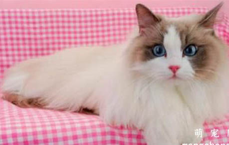 布偶猫可以活多久