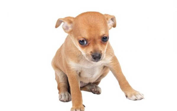 狗狗能不能吃钙片