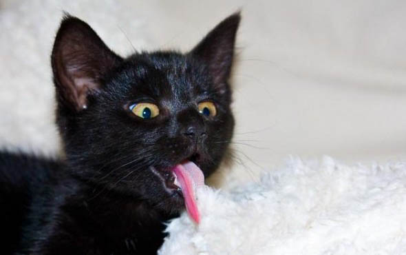 猫咪洗完澡多久可以驱虫呢?