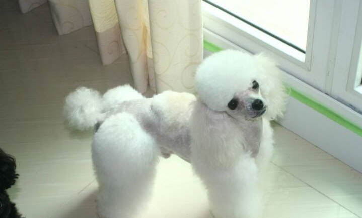 为什么狗狗会咬爪子