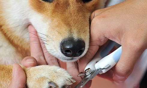 猫狗:容易长牙结石的原因及处理方法