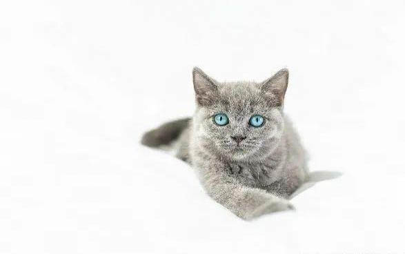 小猫不排便怎么办