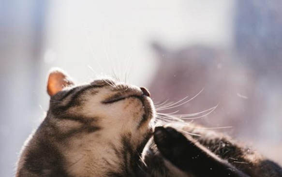 猫咪为什么总是打喷嚏？如何处理以及注意事项