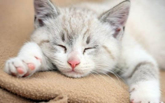 小猫拉稀了怎么办
