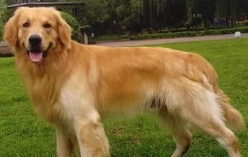 金毛寻回犬拉血便的原因及处理方法