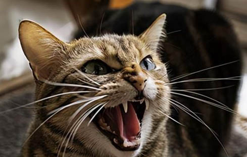 猫咪一直在叫而且烦躁不安怎么回事