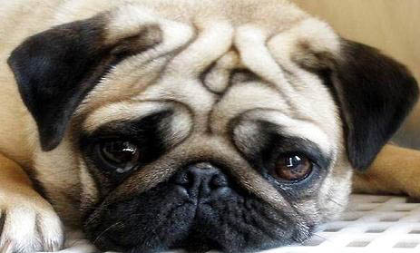 很少人养巴哥犬的原因