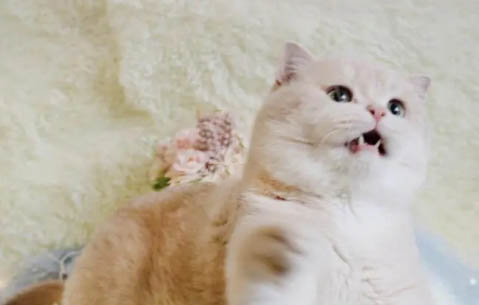 猫咪怎么发腮最好
