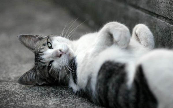 小猫呕吐不吃东西没精神