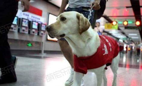 导盲犬可以出入任何场合吗