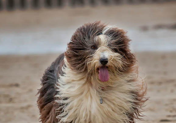 边境牧羊犬口吐白沫是什么原因