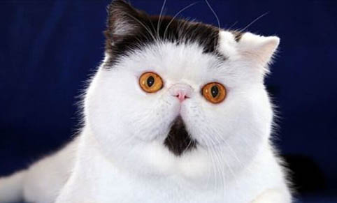 小猫咪两个月猫癣属于奶癣吗