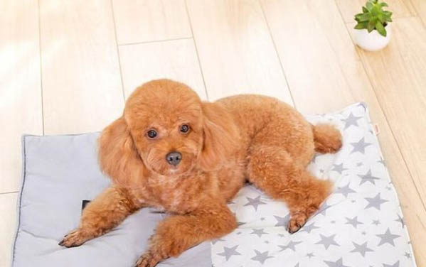 狗狗口臭怎么解决