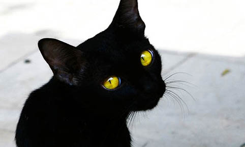 黑猫长白毛怎么回事，黑猫长出很多白色杂毛怎么办