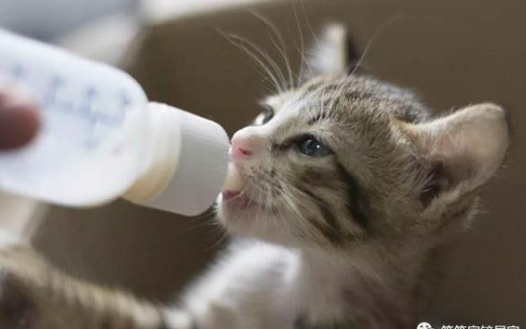 小猫得了奶癣多久能好