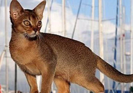 阿比西尼亚猫哪个色最贵