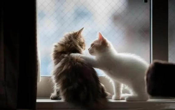 猫咪发烧会自愈吗