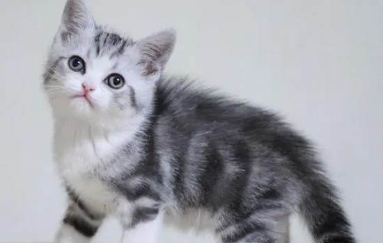 美国短毛猫特征有哪些