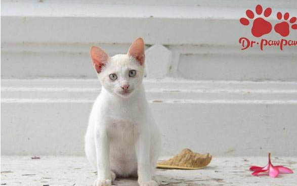 猫一只眼睛睁不开还流眼泪