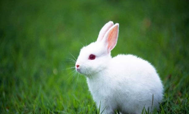 兔子怎么辨别味道