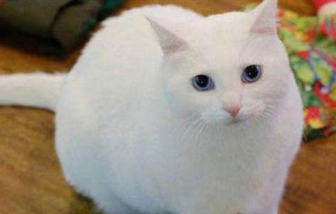 猫咪感冒了怎么办