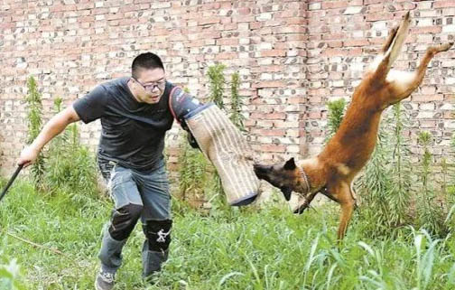 怎么训练德牧听话